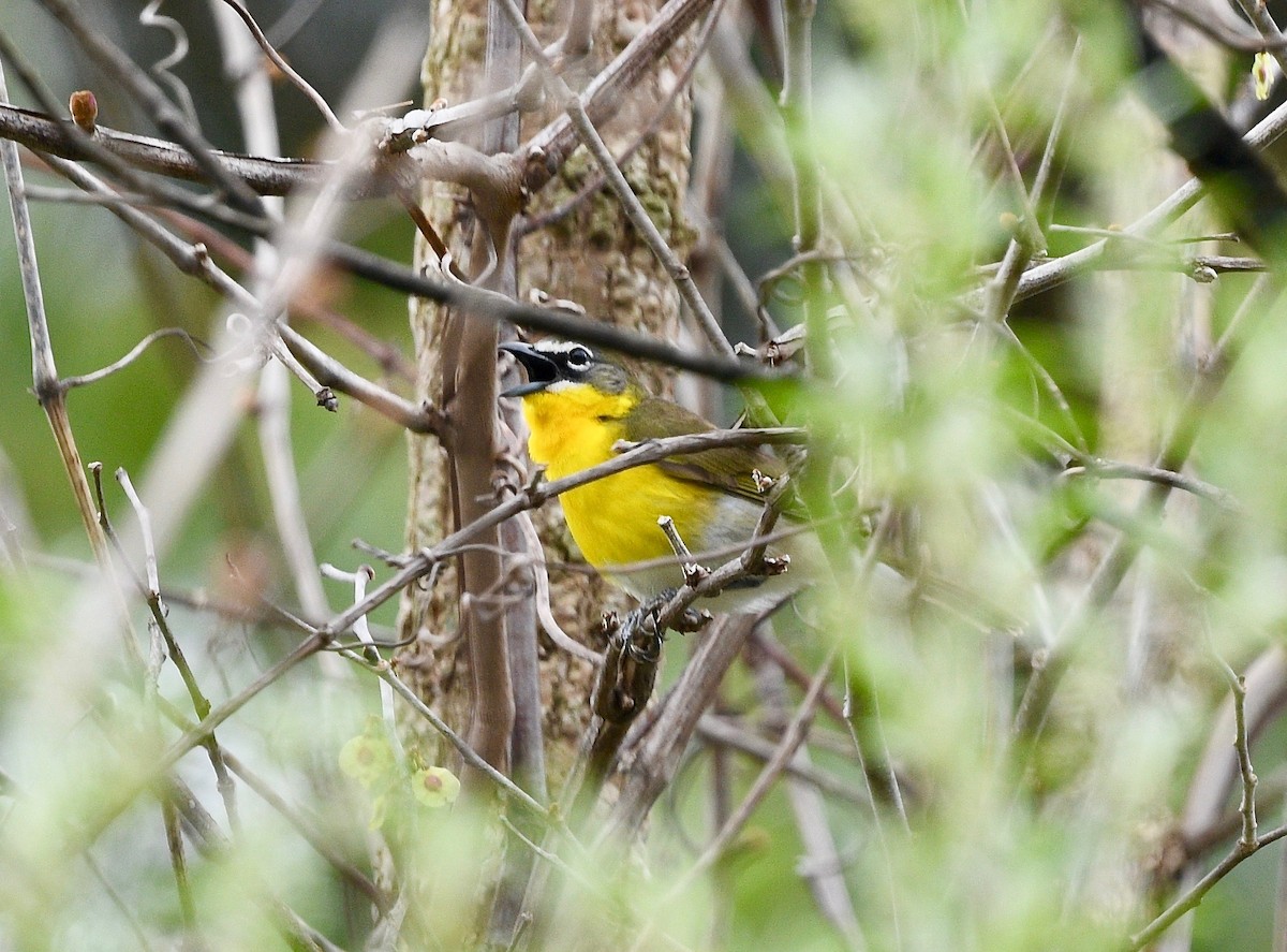 Yellow-breasted Chat - ML445101151