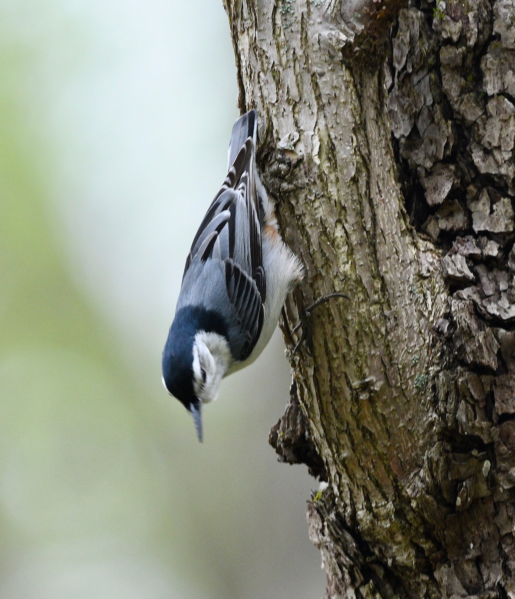 White-breasted Nuthatch - ML445101581