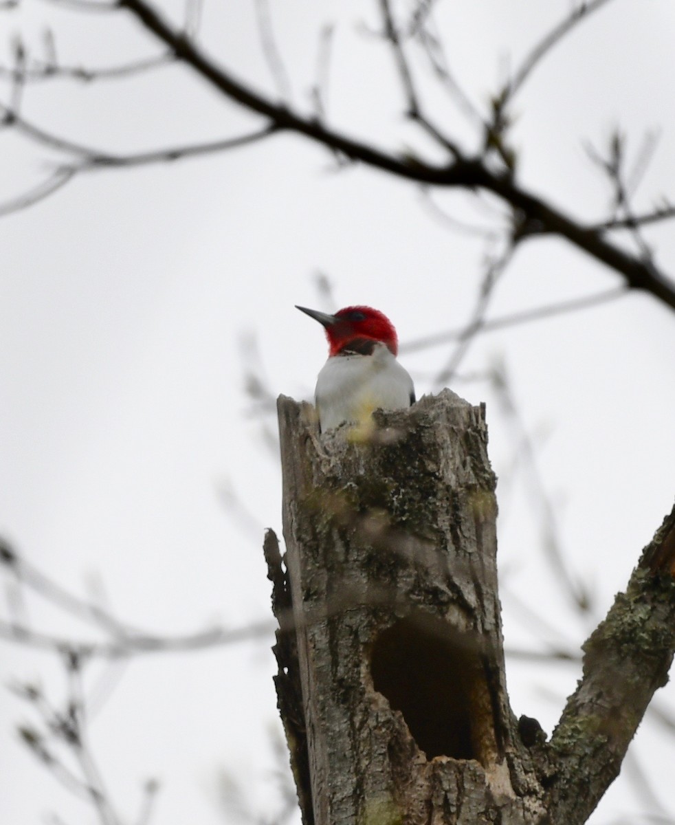 Red-headed Woodpecker - Win Ahrens