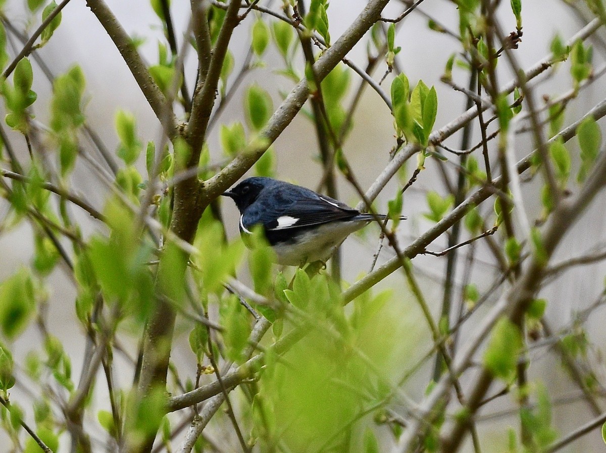 Black-throated Blue Warbler - ML445102351