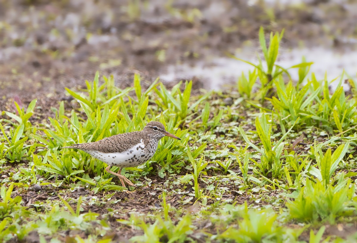 Spotted Sandpiper - Ken Pitts