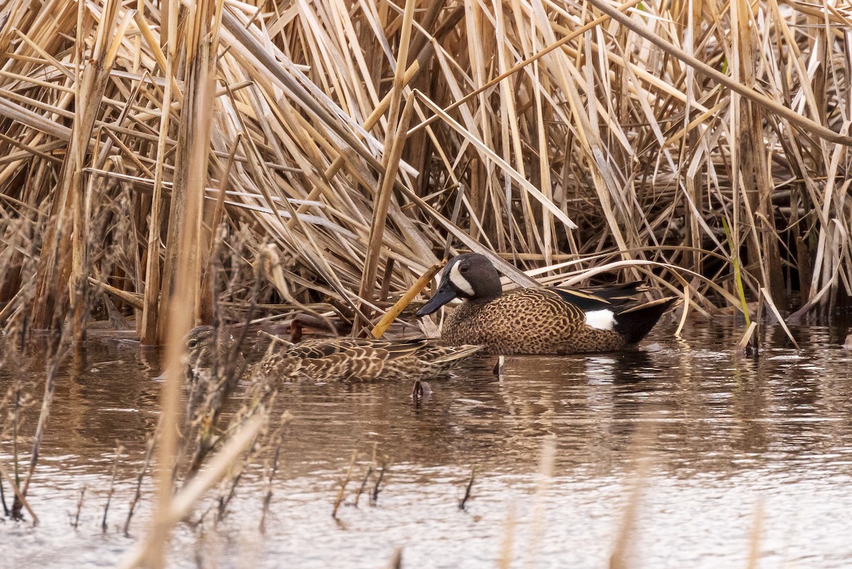 Blue-winged Teal - ML445107301