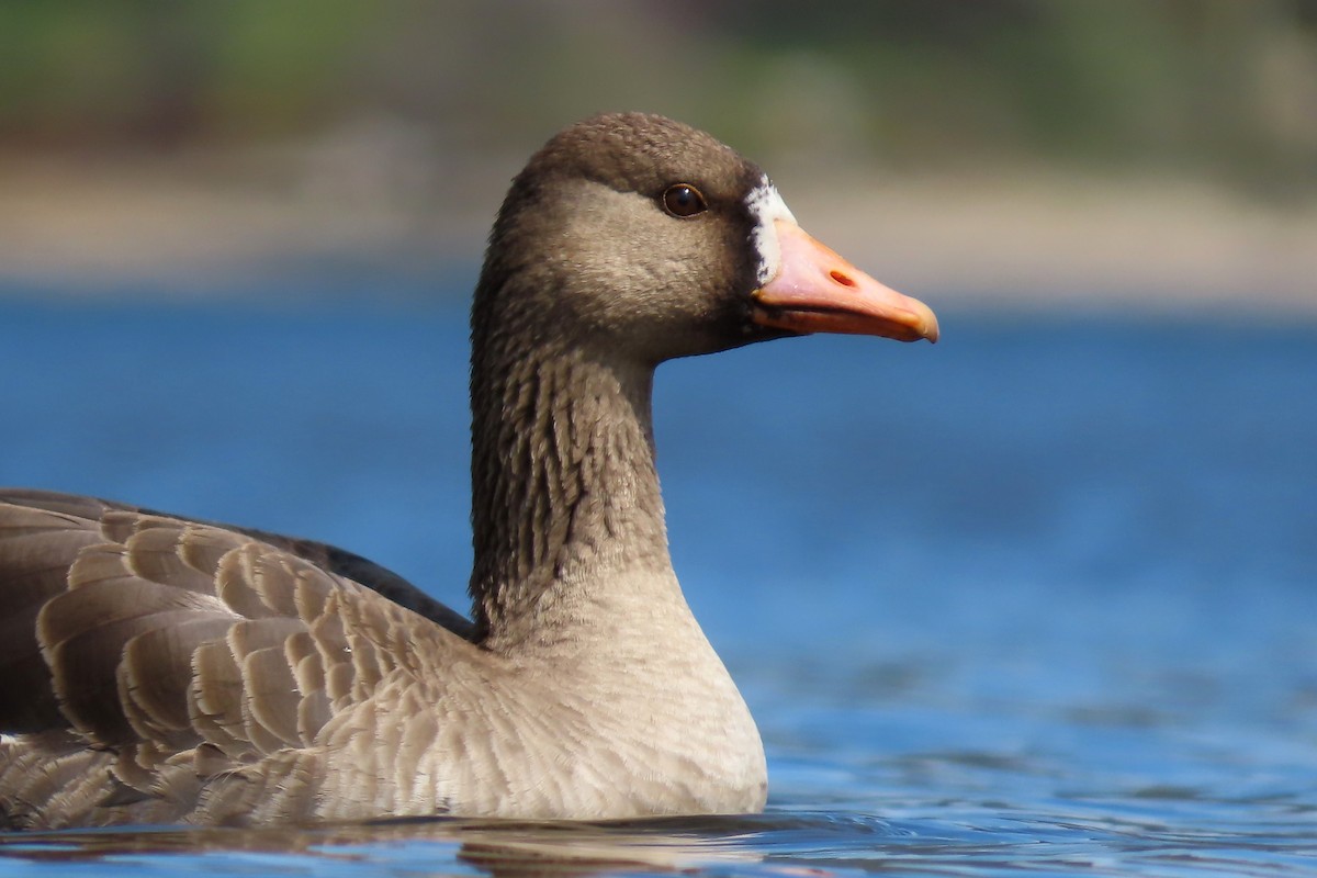 Greater White-fronted Goose - Brad Vissia