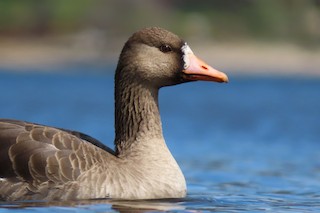 Greater White-fronted Goose, ML445109401