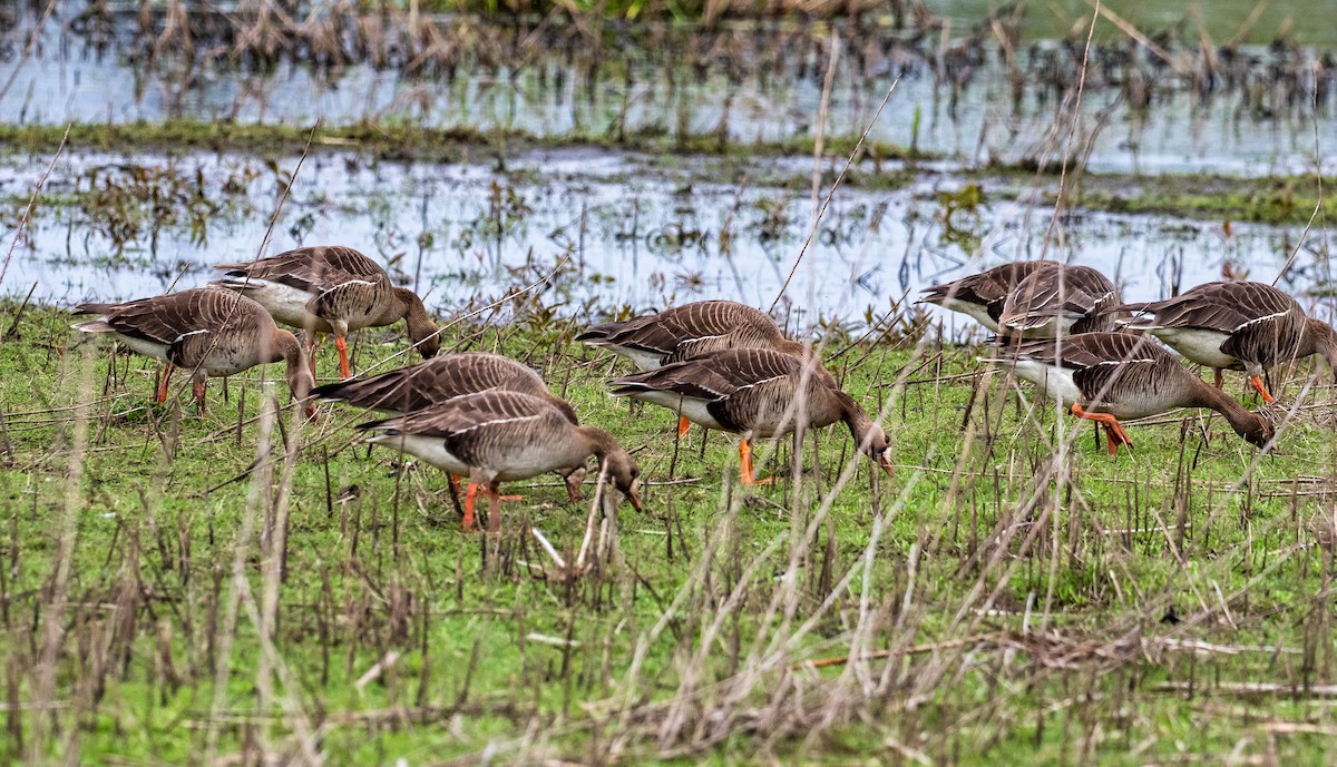 Greater White-fronted Goose - ML445124991