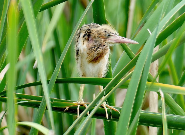 Natal down frontal view. - Yellow Bittern - 