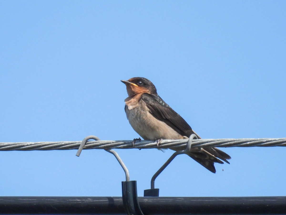 Pacific Swallow - ML445127171