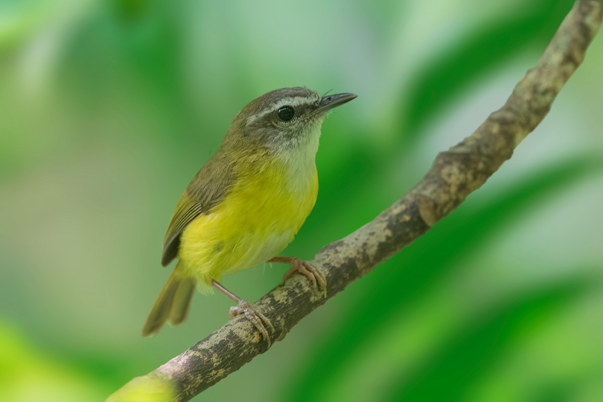 Yellow-bellied Warbler - Rajkumar Das