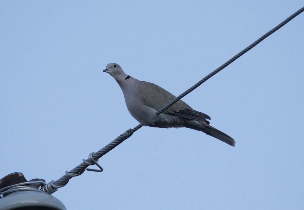 Eurasian Collared-Dove - Matt Brady