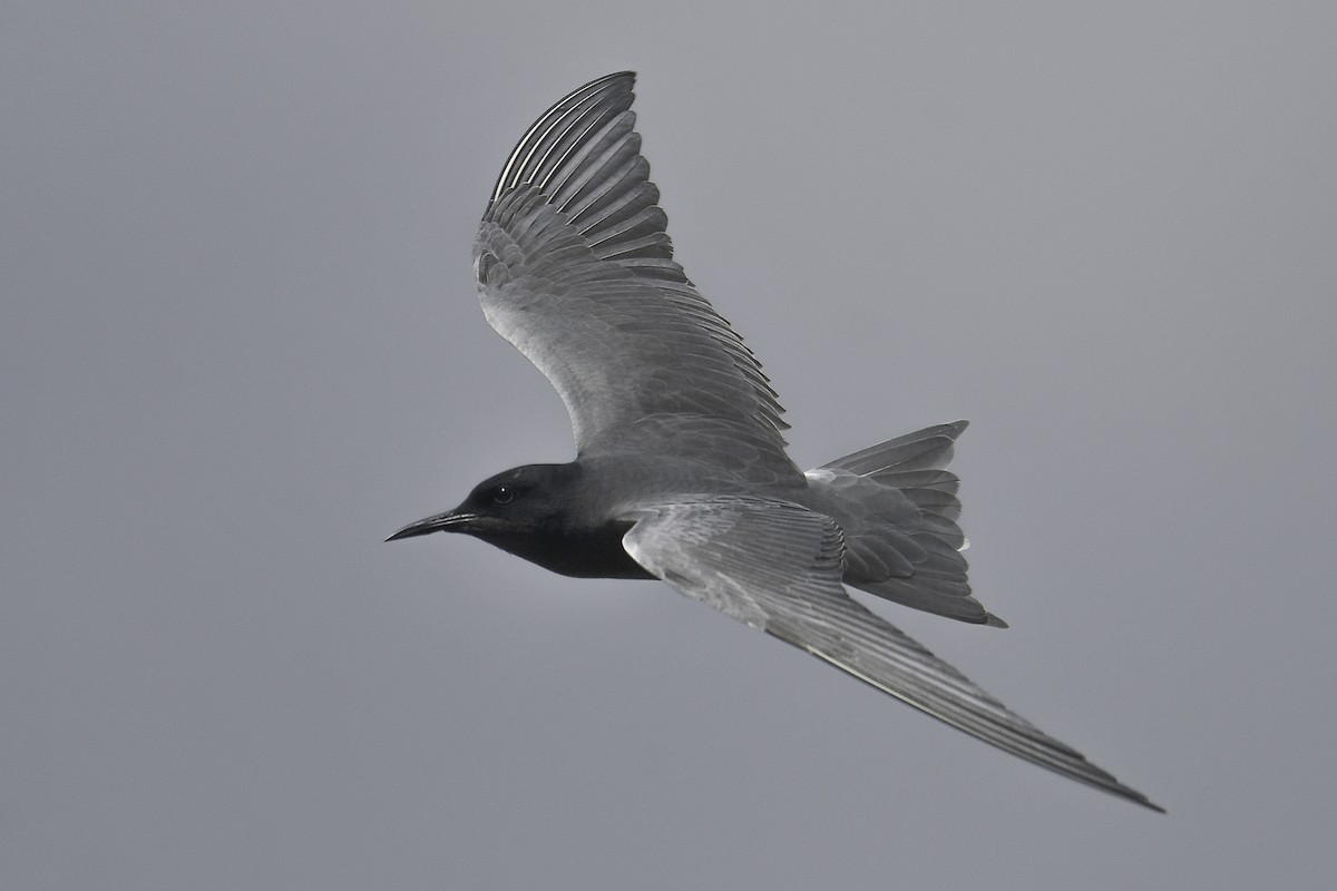 Black Tern - Yonatan Gordon