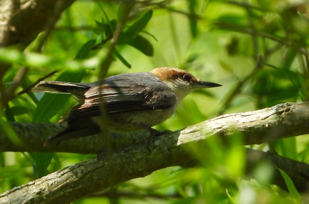 Brown-headed Nuthatch - ML445153851