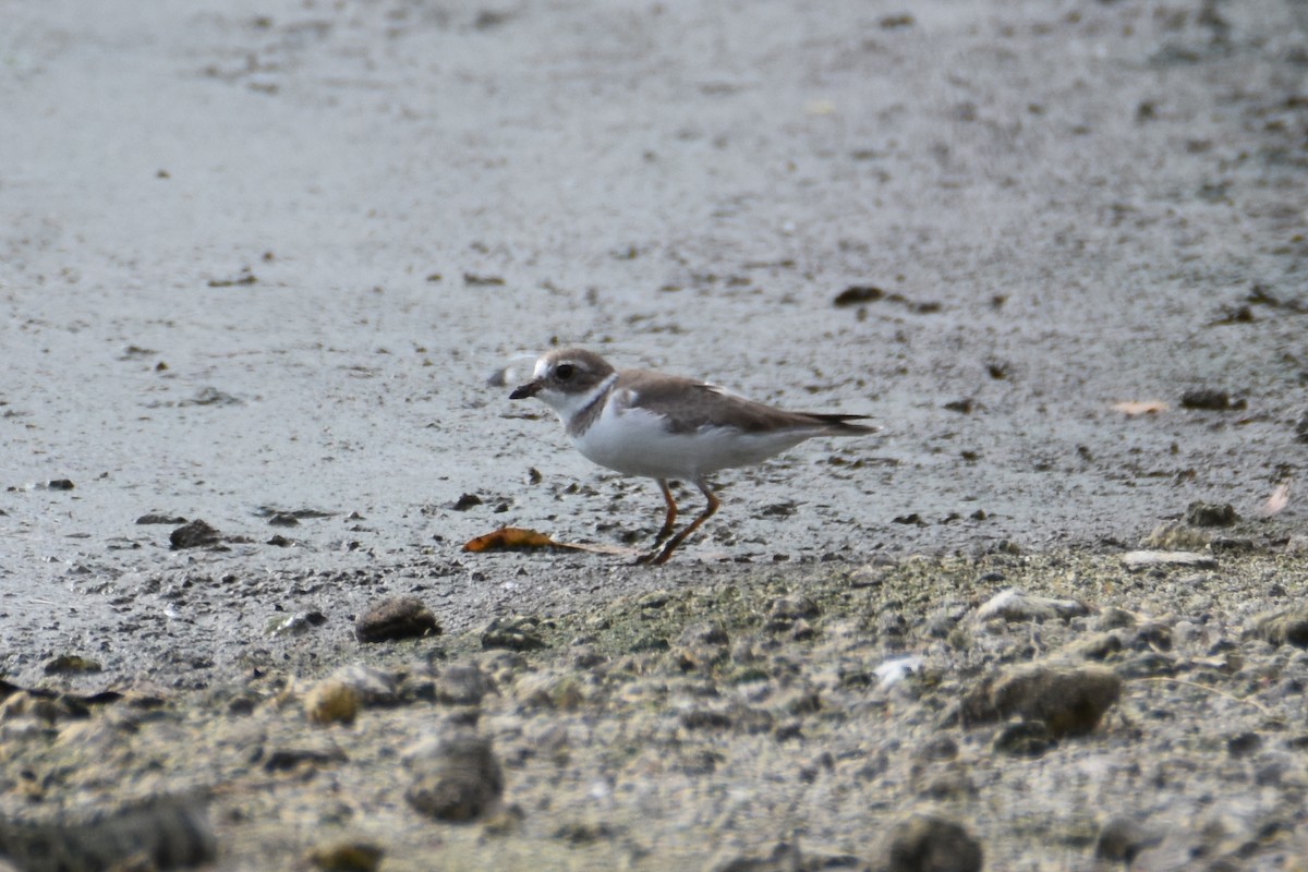 Semipalmated Plover - ML44516321