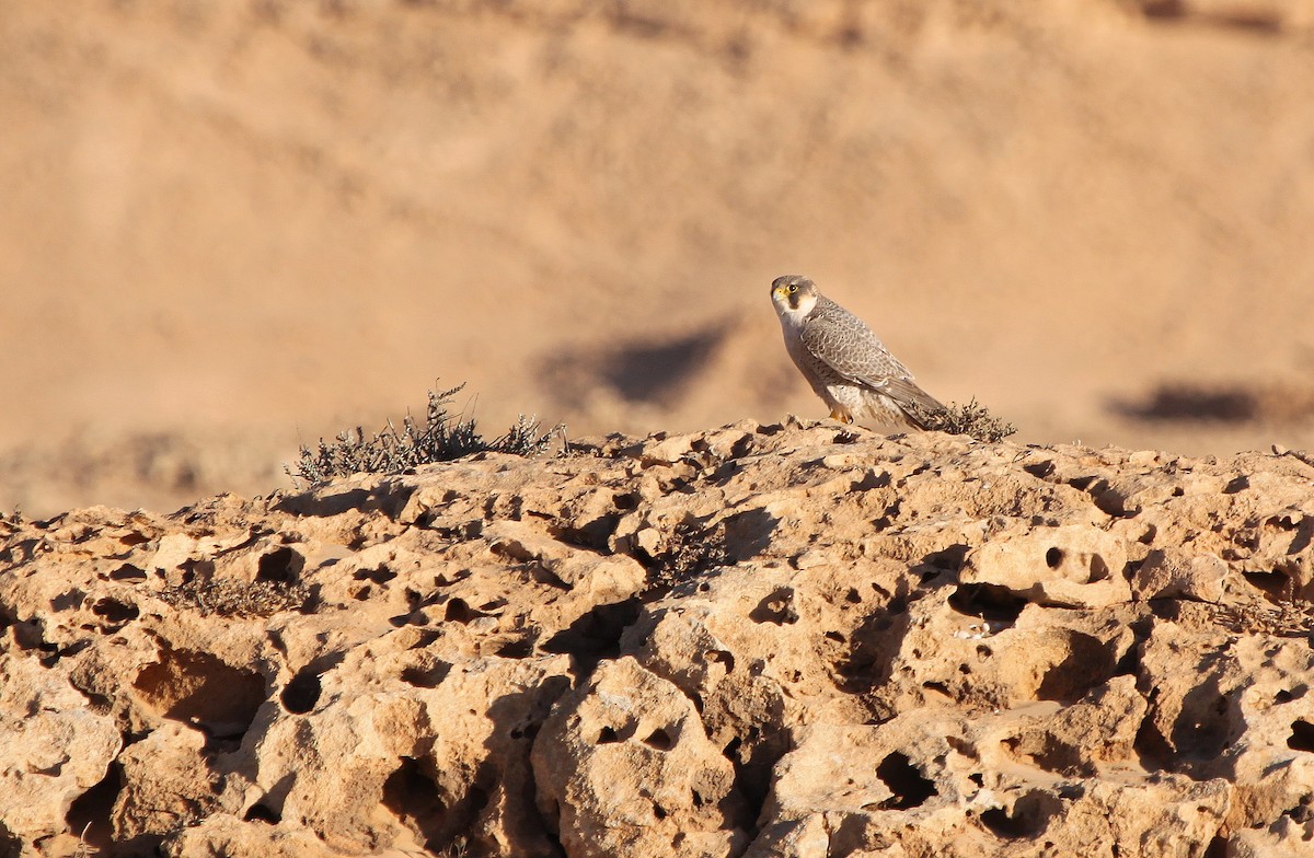 Peregrine Falcon (Barbary) - ML44516421