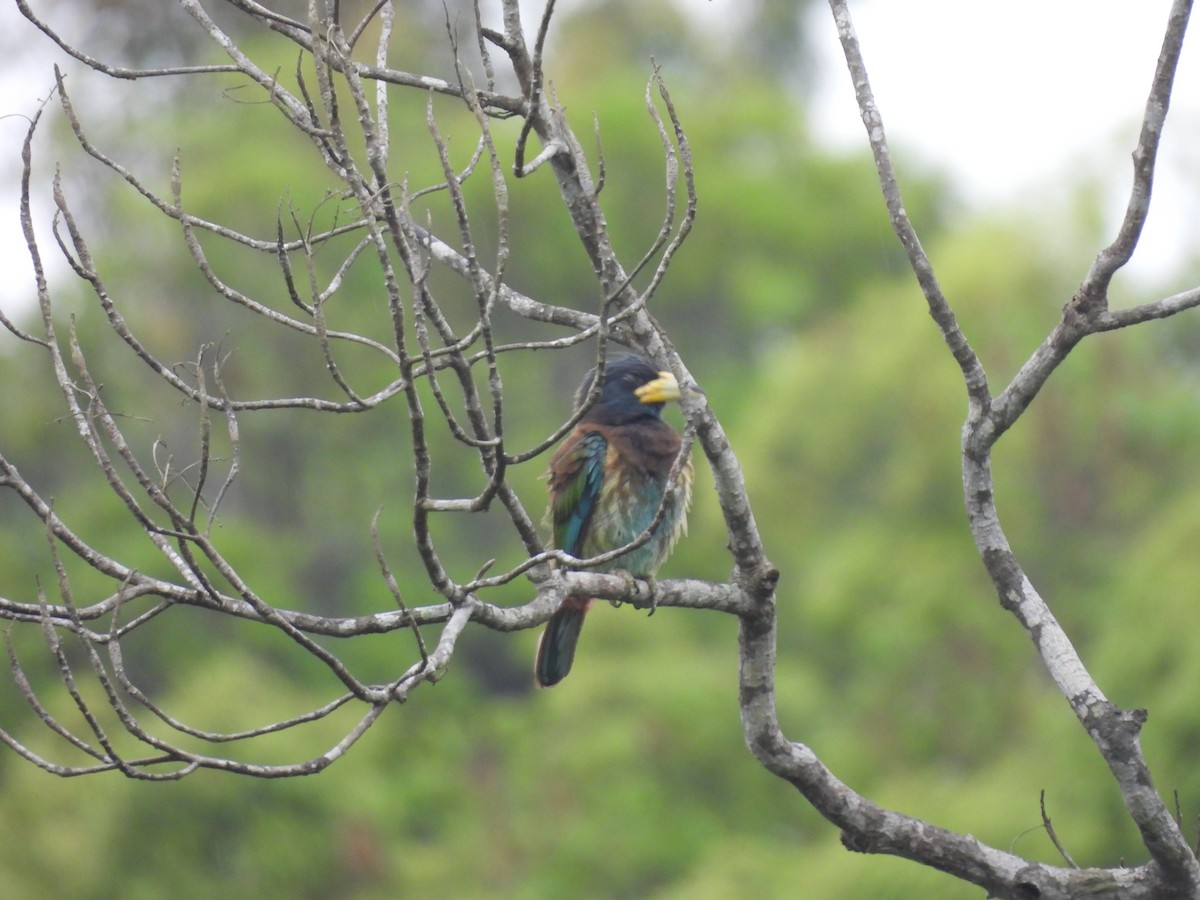 Great Barbet - Chester Yip