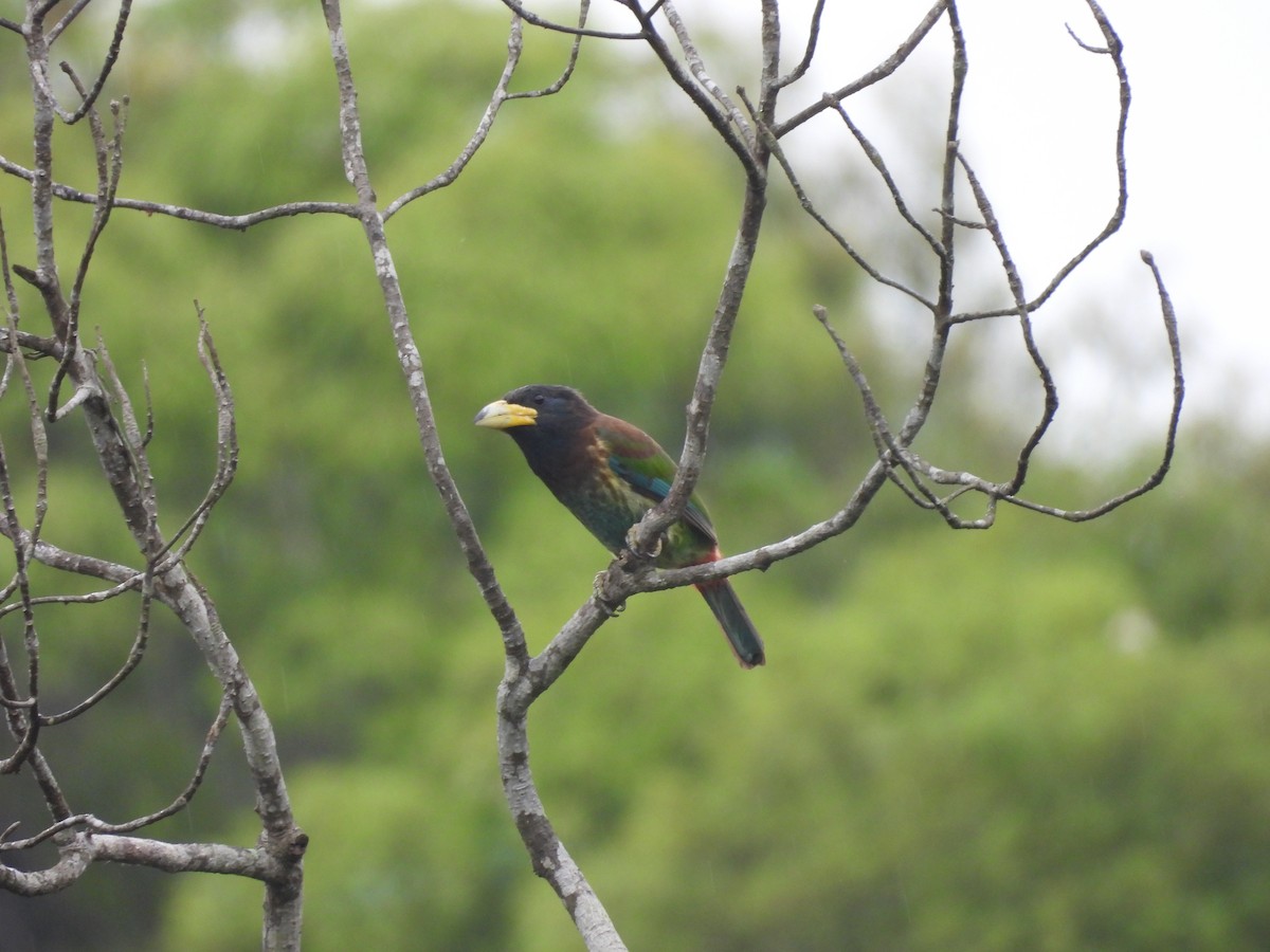 Great Barbet - Chester Yip
