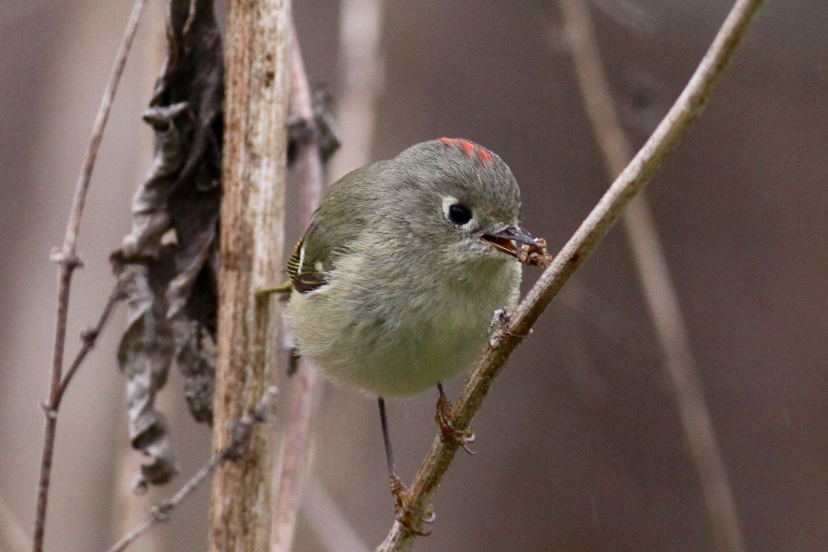 Ruby-crowned Kinglet - Ronald Newhouse