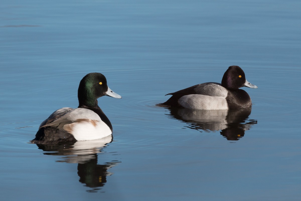 Greater Scaup - ML44516931