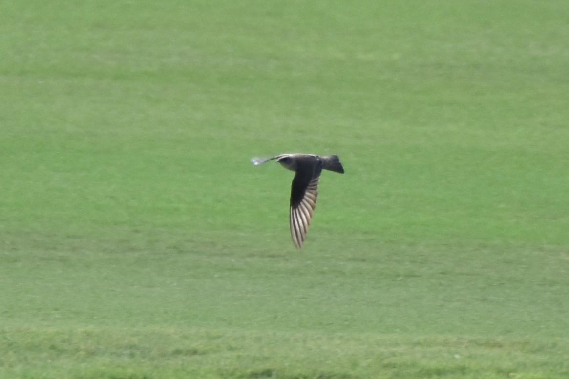 Northern Rough-winged Swallow (Northern) - Luke Berg