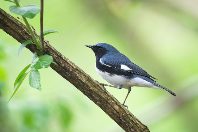 Black-throated Blue Warbler