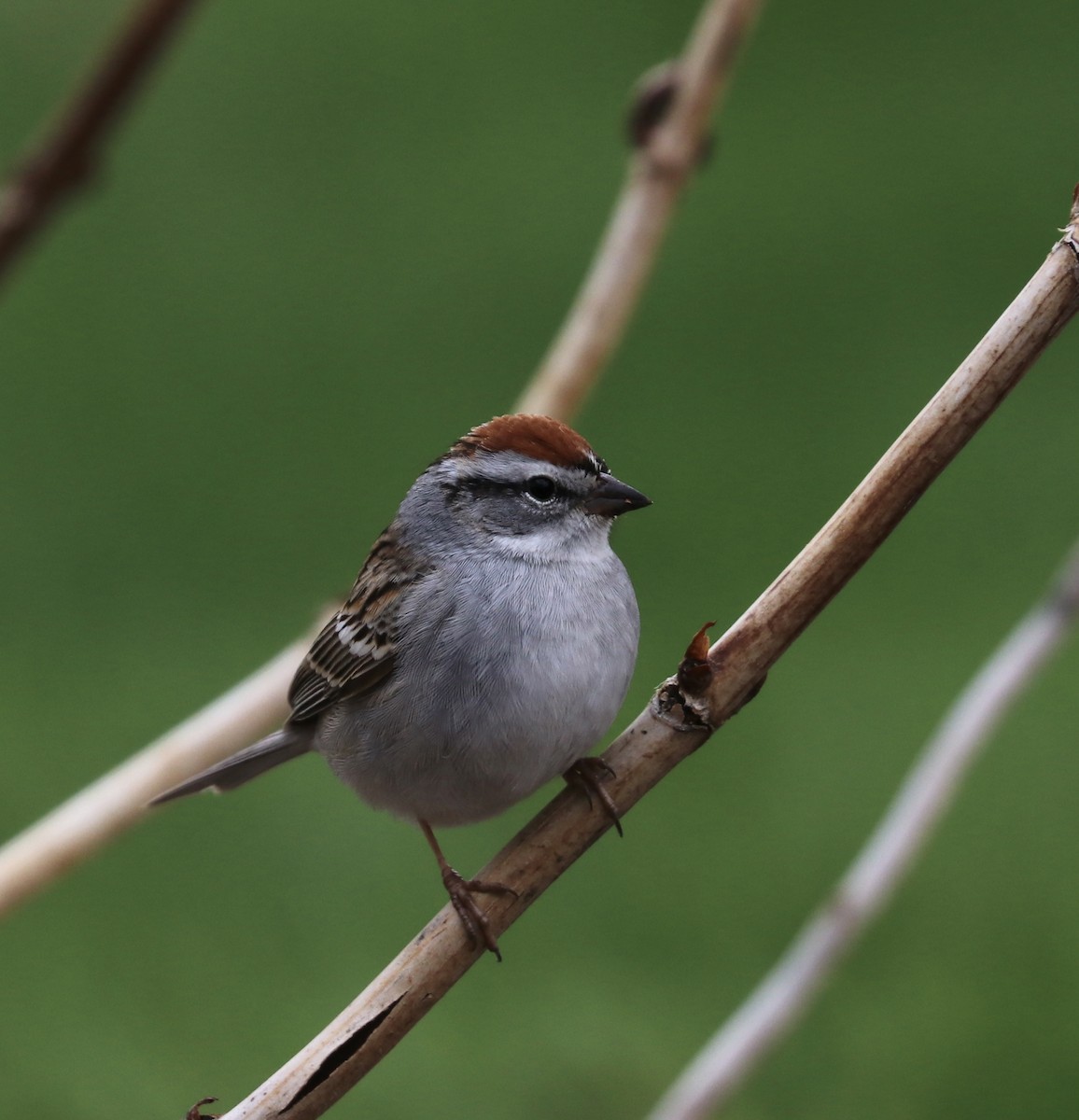 Chipping Sparrow - ML445174631