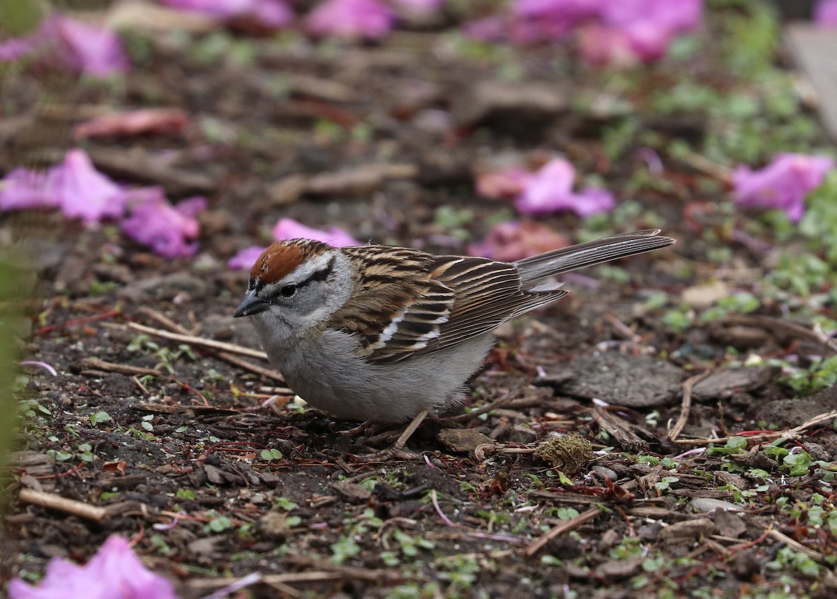 Chipping Sparrow - ML445174641