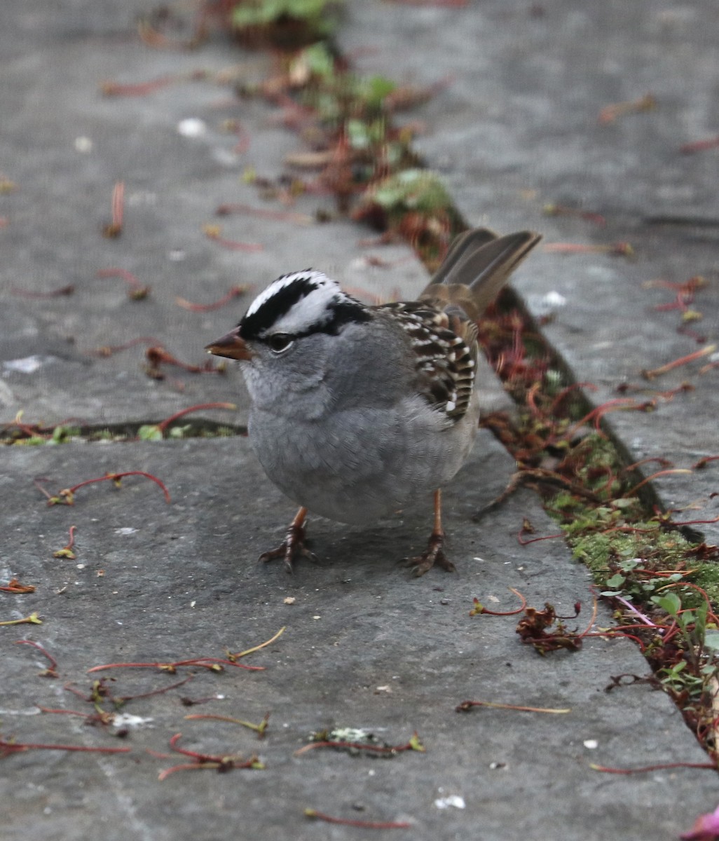 White-crowned Sparrow - ML445174711