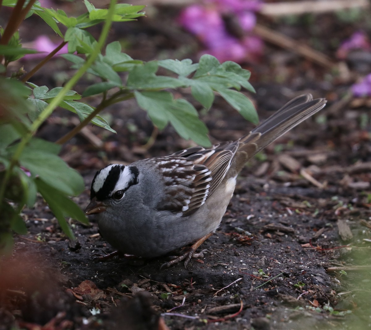 White-crowned Sparrow - ML445174721