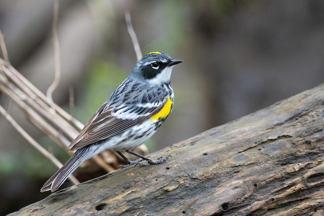 Yellow-rumped Warbler