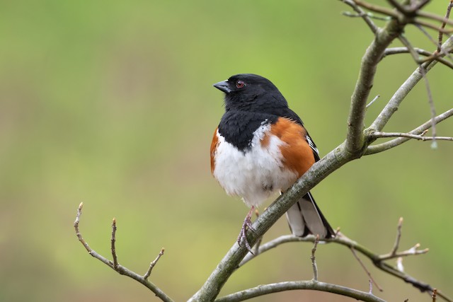 Eastern Towhee