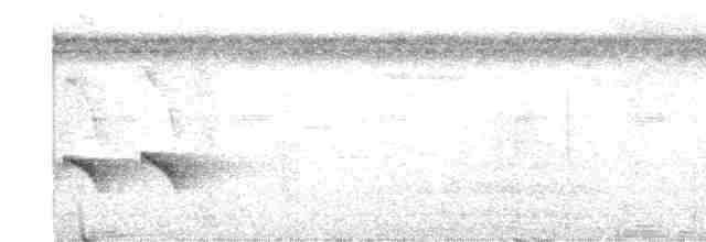 Kurzschwanz-Ameisenvogel - ML445180791