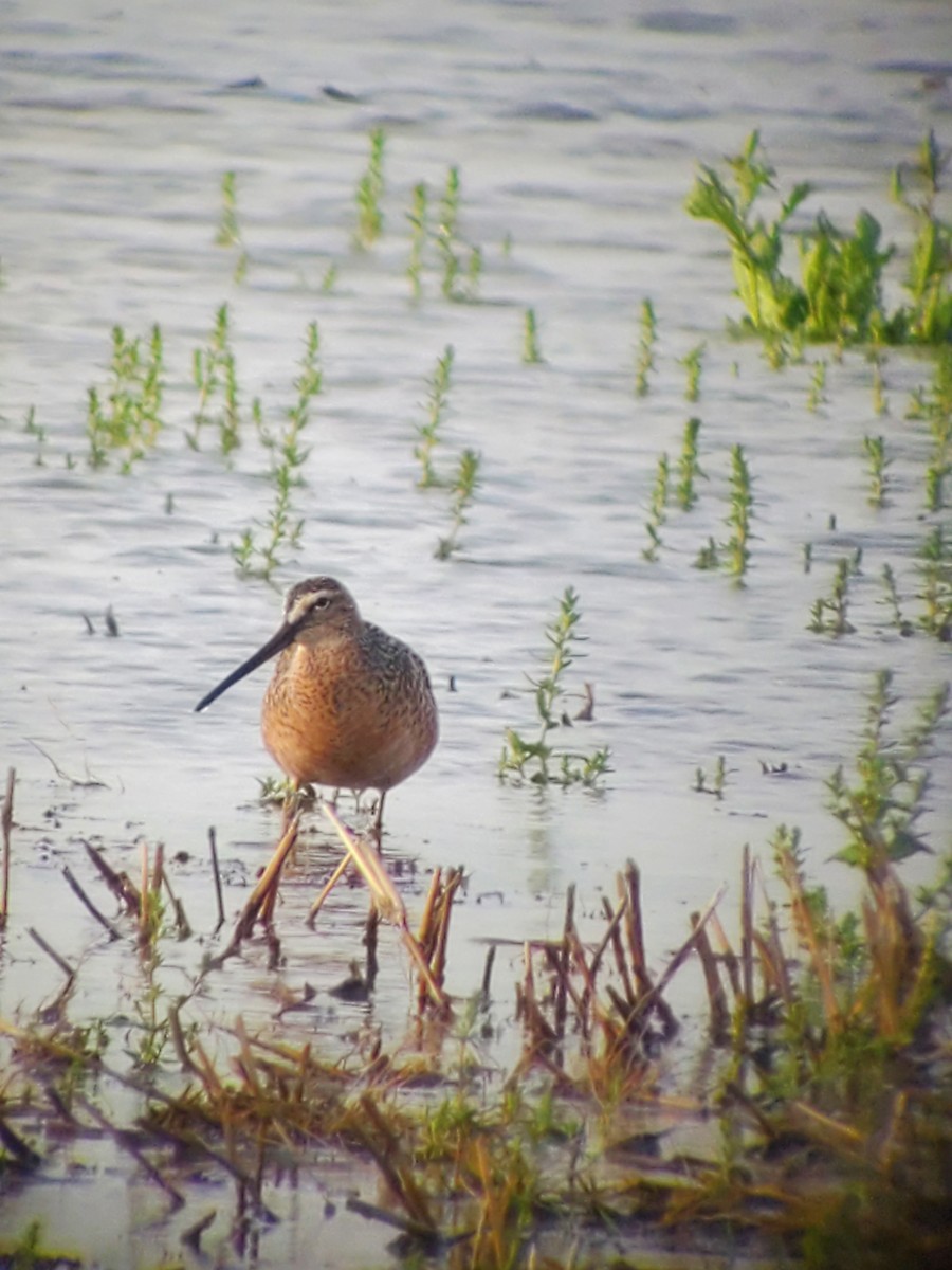 Long-billed Dowitcher - ML445181831