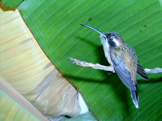 Пестрогорлый колибри-отшельник - ML445183081