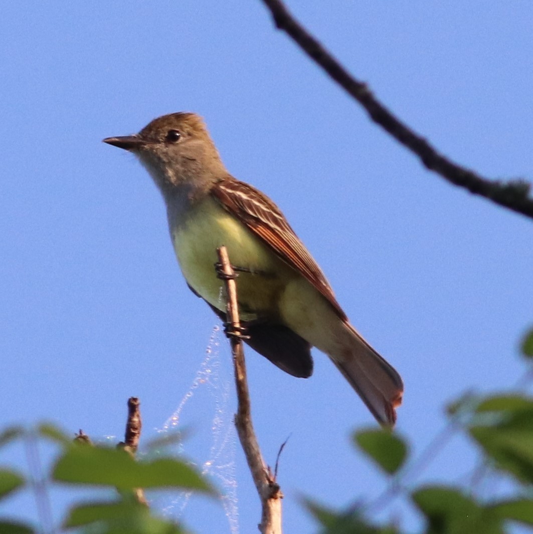 Great Crested Flycatcher - Mitch Foret