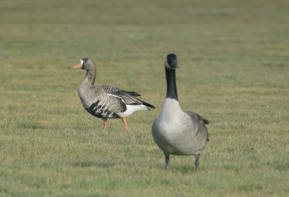 Greater White-fronted Goose - ML44518471