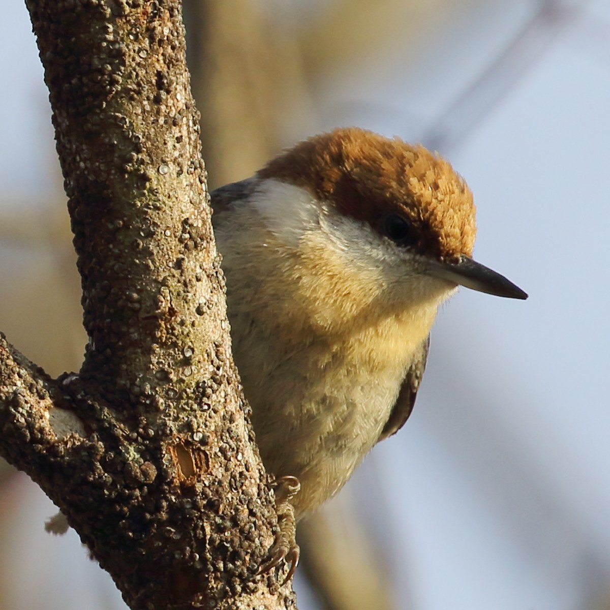 Brown-headed Nuthatch - ML44518901
