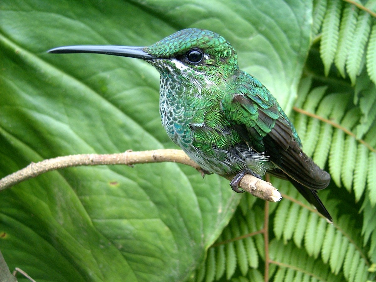 Green-crowned Brilliant - ML445190641