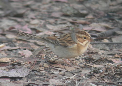 Clay-colored Sparrow - ML44519581