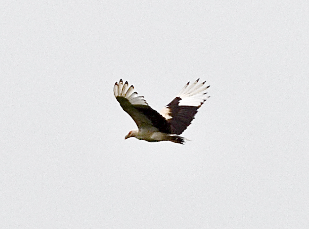 eBird Checklist 17 Mar 2021 Kakum NPCanopy 53 species