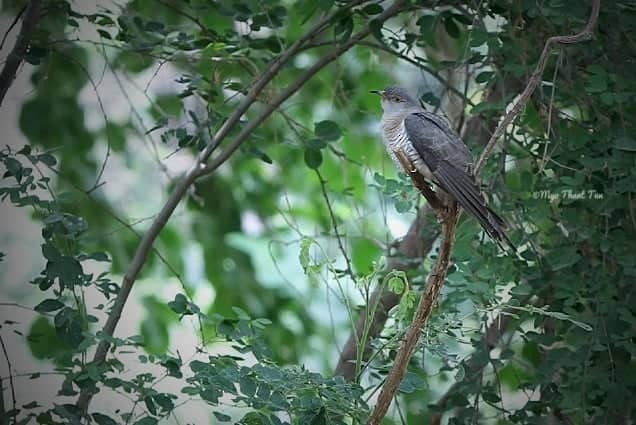 Himalayan Cuckoo - Myo Thant Tun