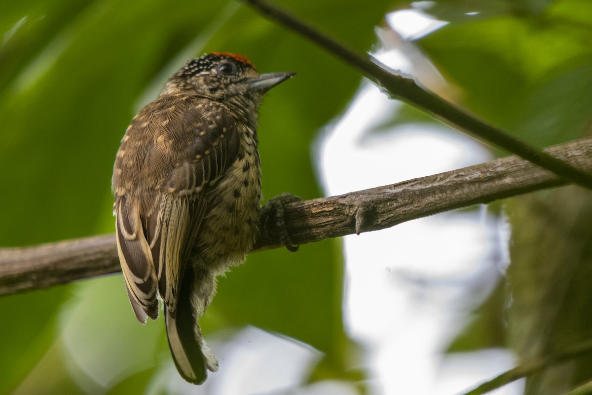 White-wedged Piculet - ML445214731