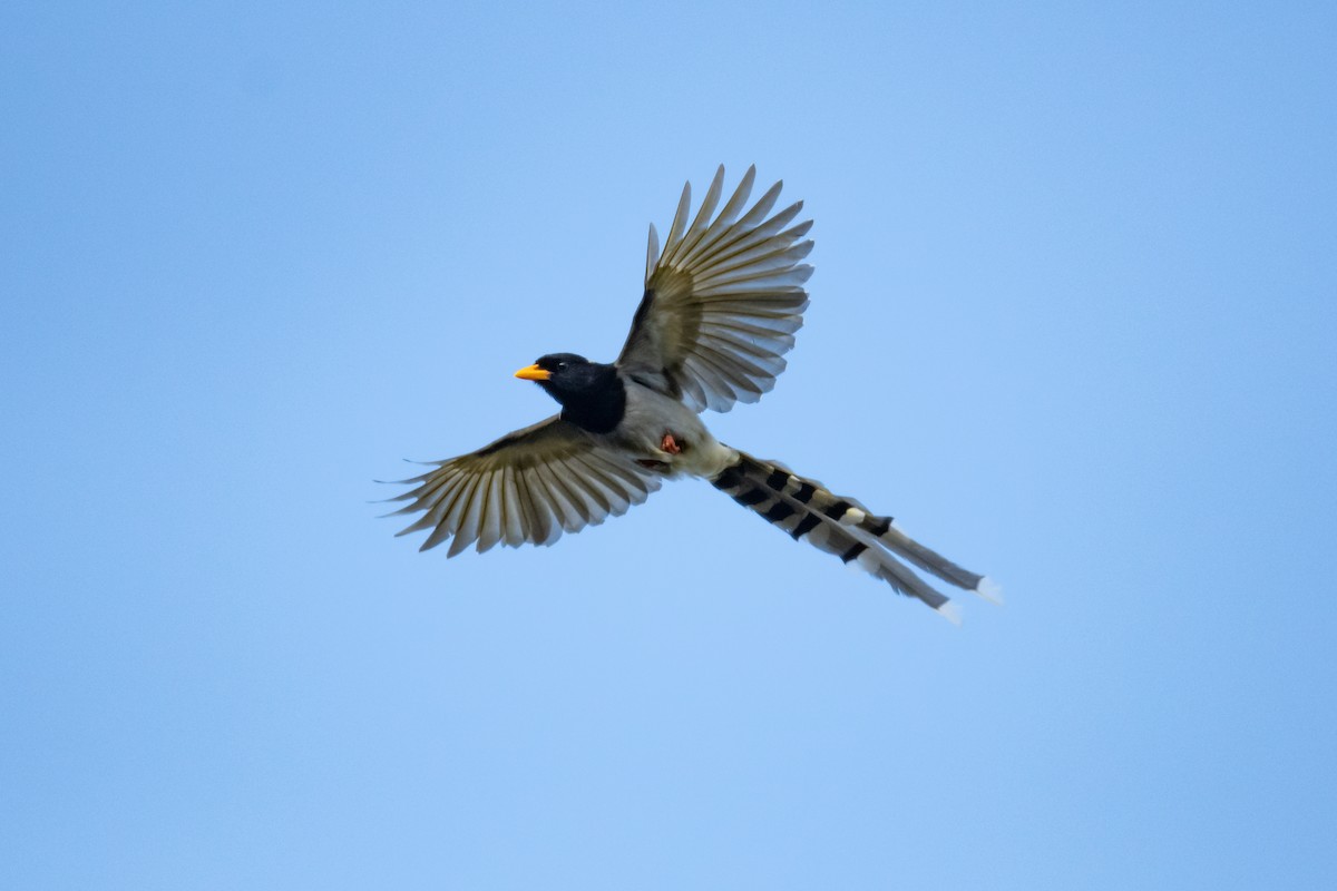 Yellow-billed Blue-Magpie - Charles Thomas