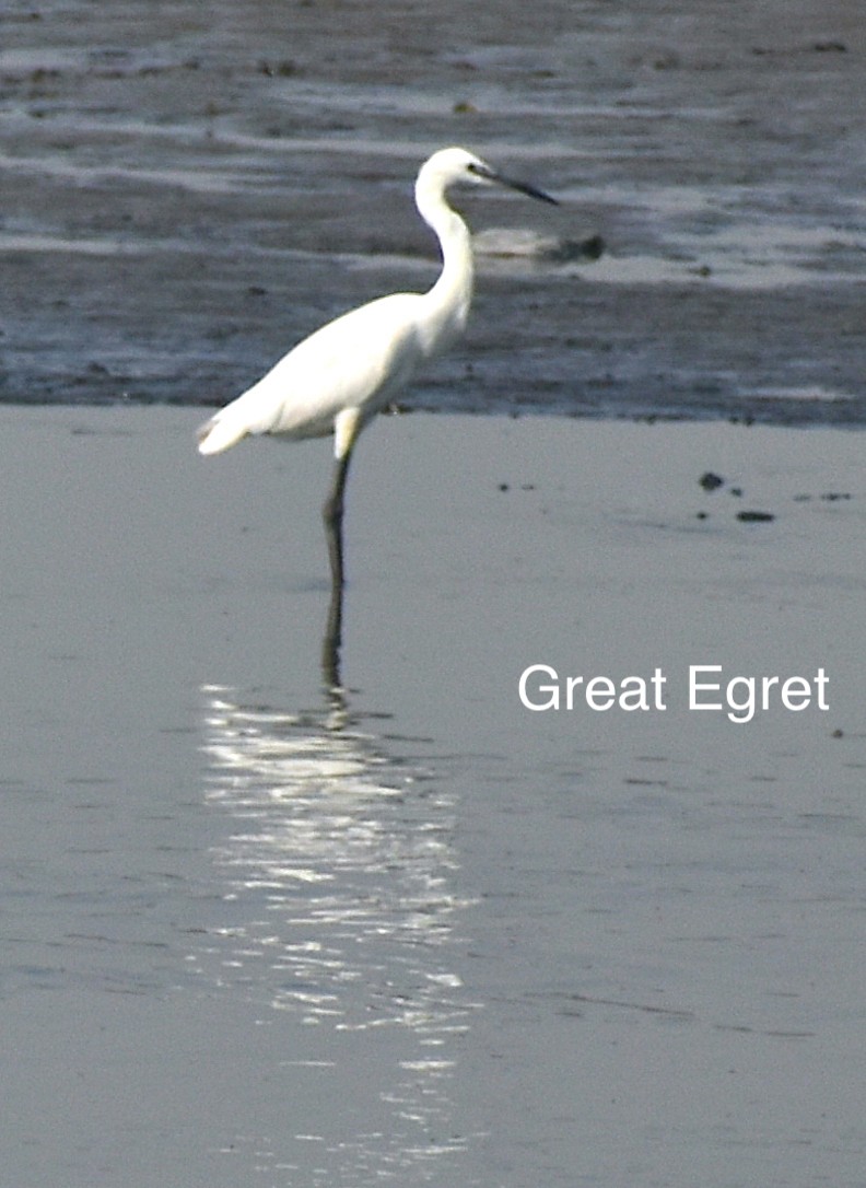 Great Egret - ML445220021