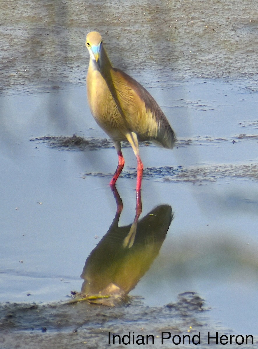 Indian Pond-Heron - ML445220151