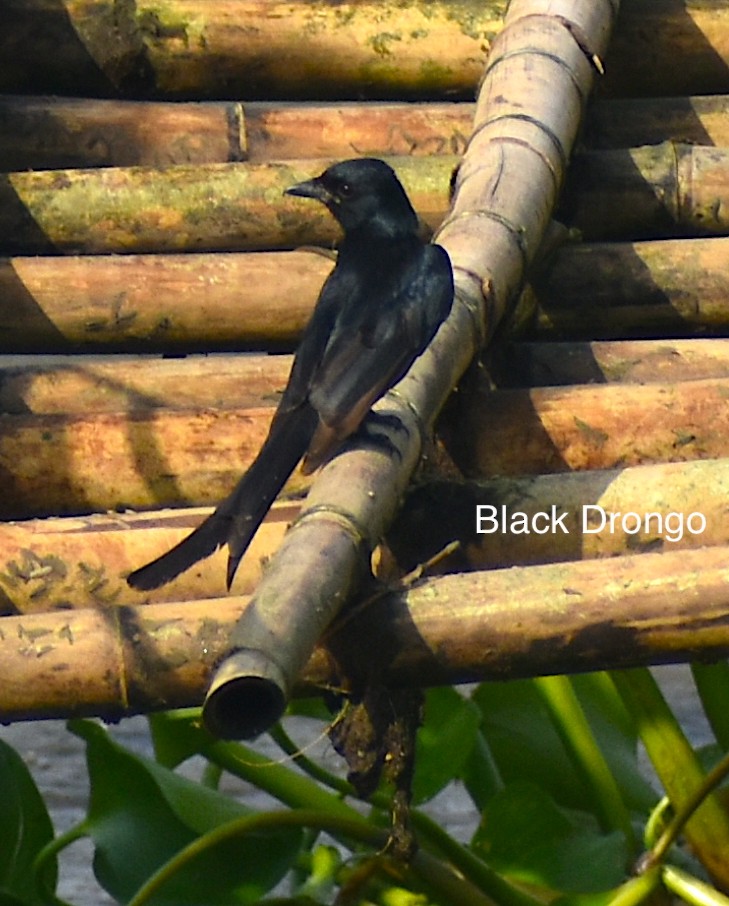 Black Drongo - ML445220411