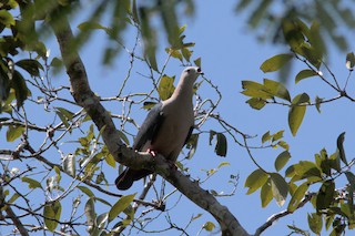 Pacific Imperial-Pigeon, ML445221951