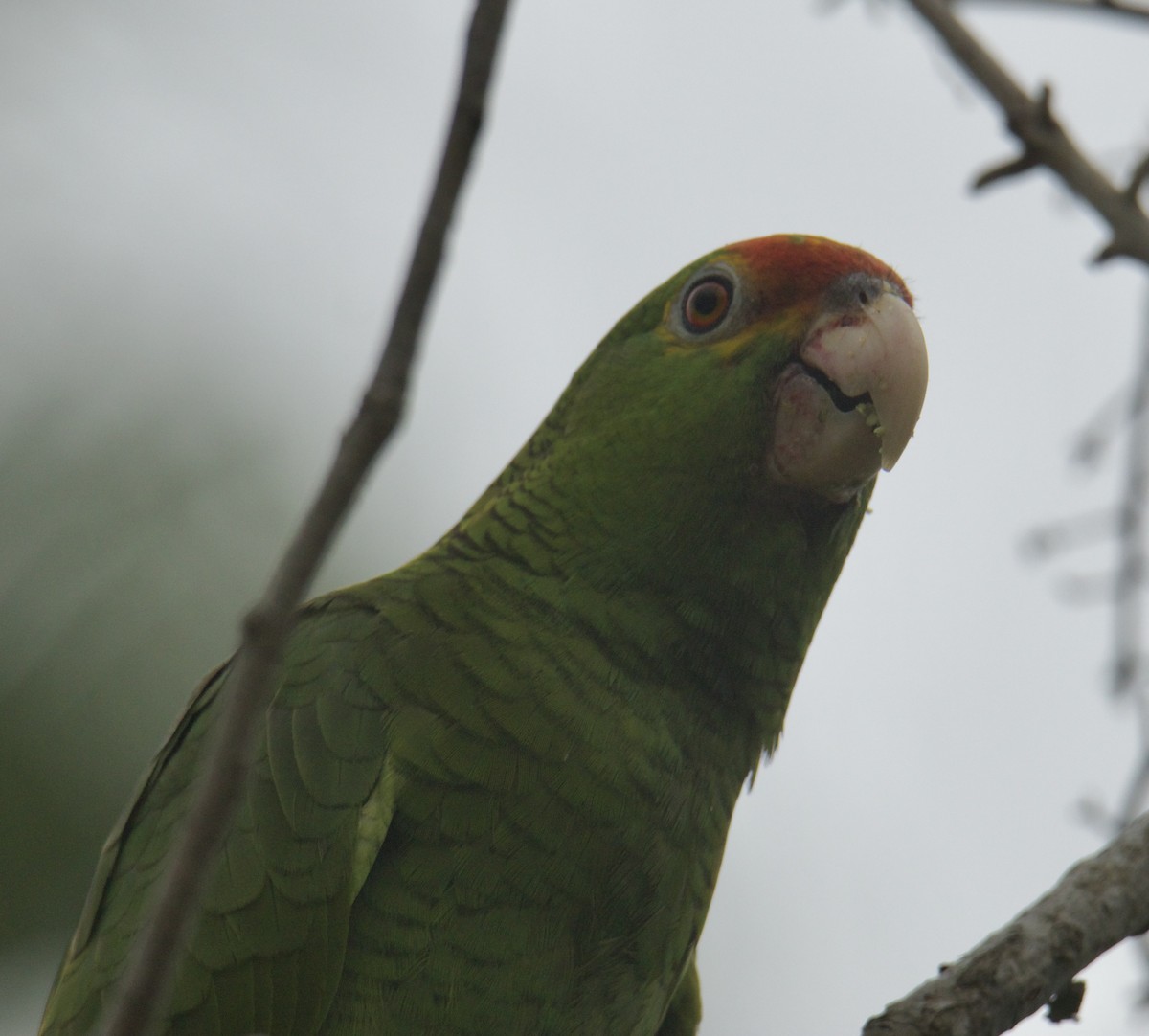 Red-crowned Parrot - ML445238241