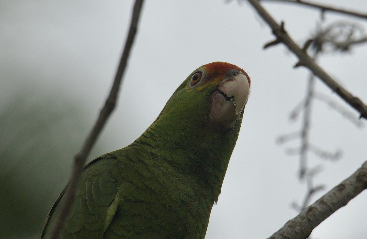 Red-crowned Parrot - ML445238361