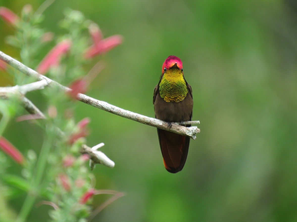 Ruby-topaz Hummingbird - Juan Zambrano
