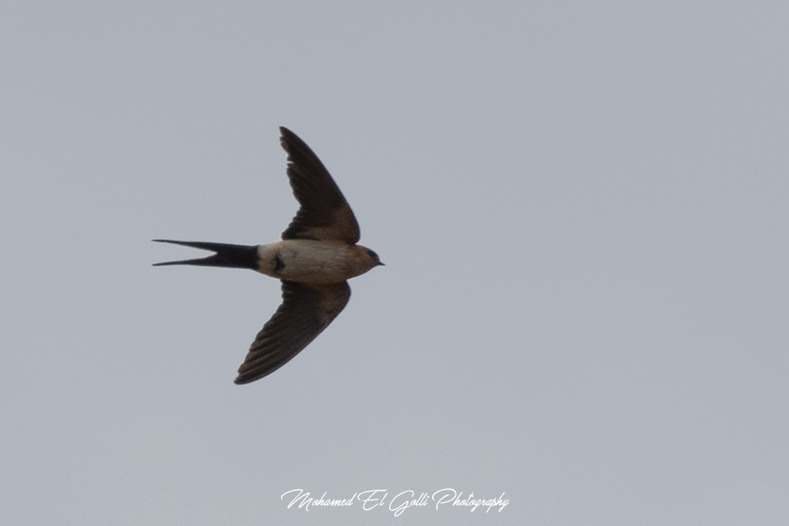 Red-rumped Swallow - ML445243651