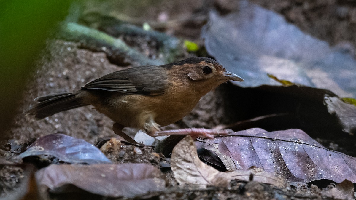 Brown-capped Babbler - Mathurin Malby